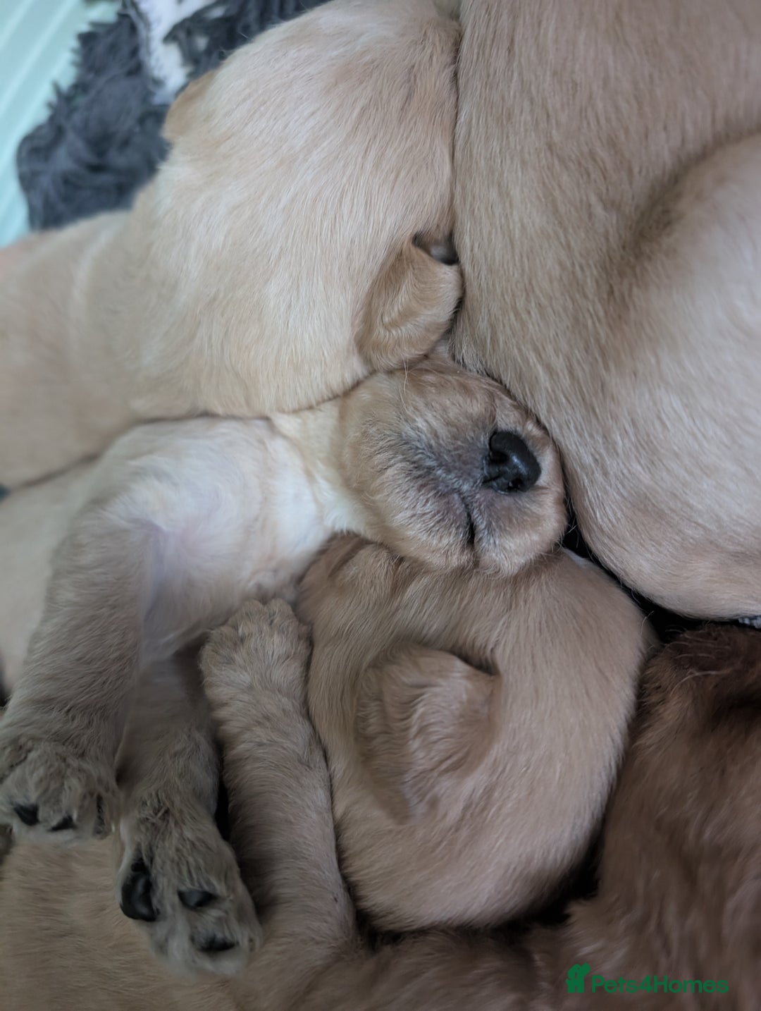 Labradoodle dogs for sale: F1 Labradoodle puppies  - Image 2