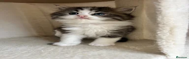 Persian 1