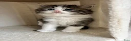 Persian cats for sale: Luxury Doll Faced Persian Kittens  - Advert 3