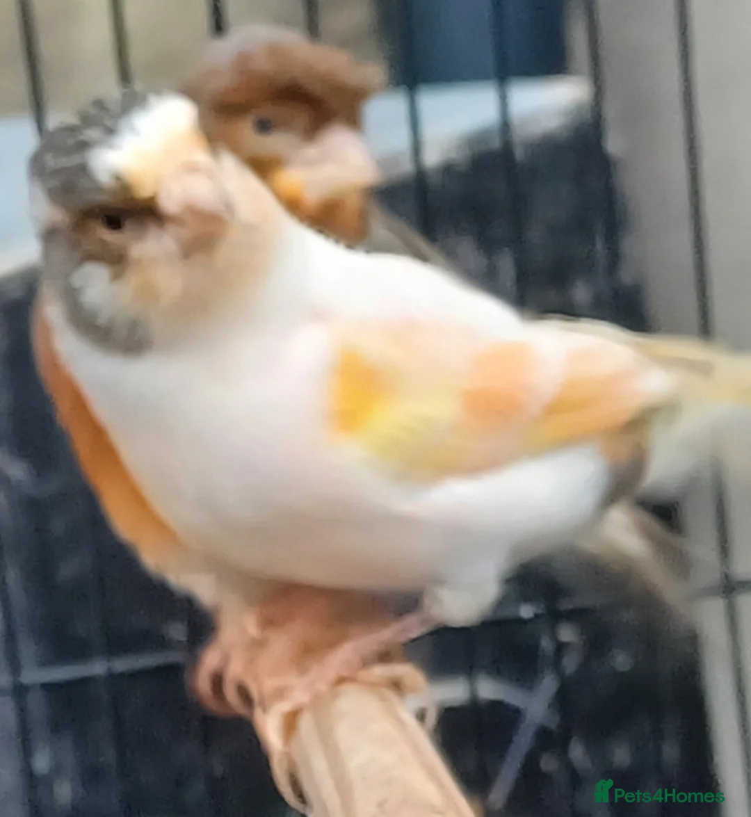 Canaries birds for sale: HARLEQUIN RED FACTOR PORTUGUESE CREASTED  - Advert 11