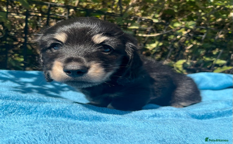 Miniature Dachshund dogs - Advert 3