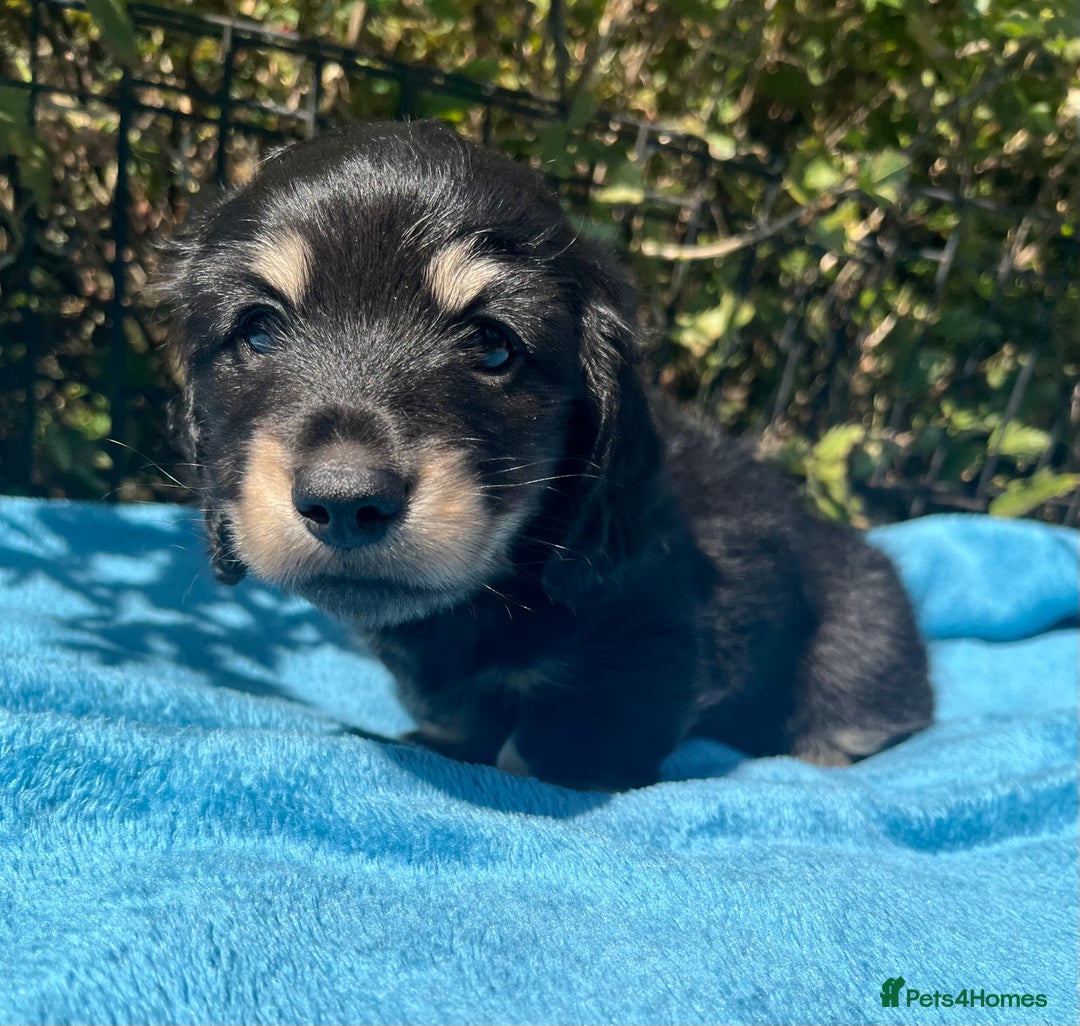 Miniature Dachshund dogs for sale: KC reg Long haired Mini boy - Image 1