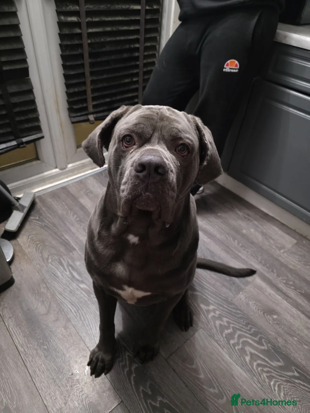 Cane Corso dogs for sale: ⭐️ ICCF 3 YEAR OLD MALE ⭐️ - Advert 5