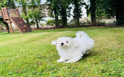 Bichon Frise dogs for sale: Beautiful Bichon Frise puppies - Image 6