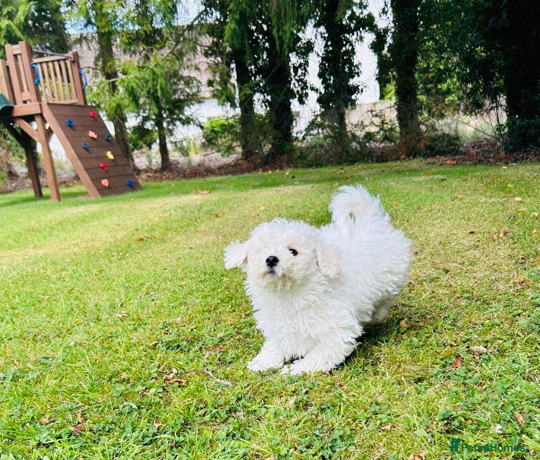 Bichon Frise dogs for sale: Beautiful Bichon Frise puppies - Image 6