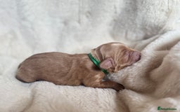 Mini Goldendoodle dogs for sale: Miniature Golden Doodles - Image 5