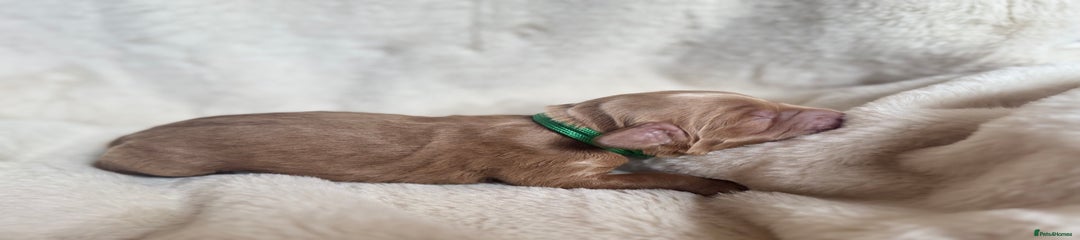 Mini Goldendoodle Puppy 1