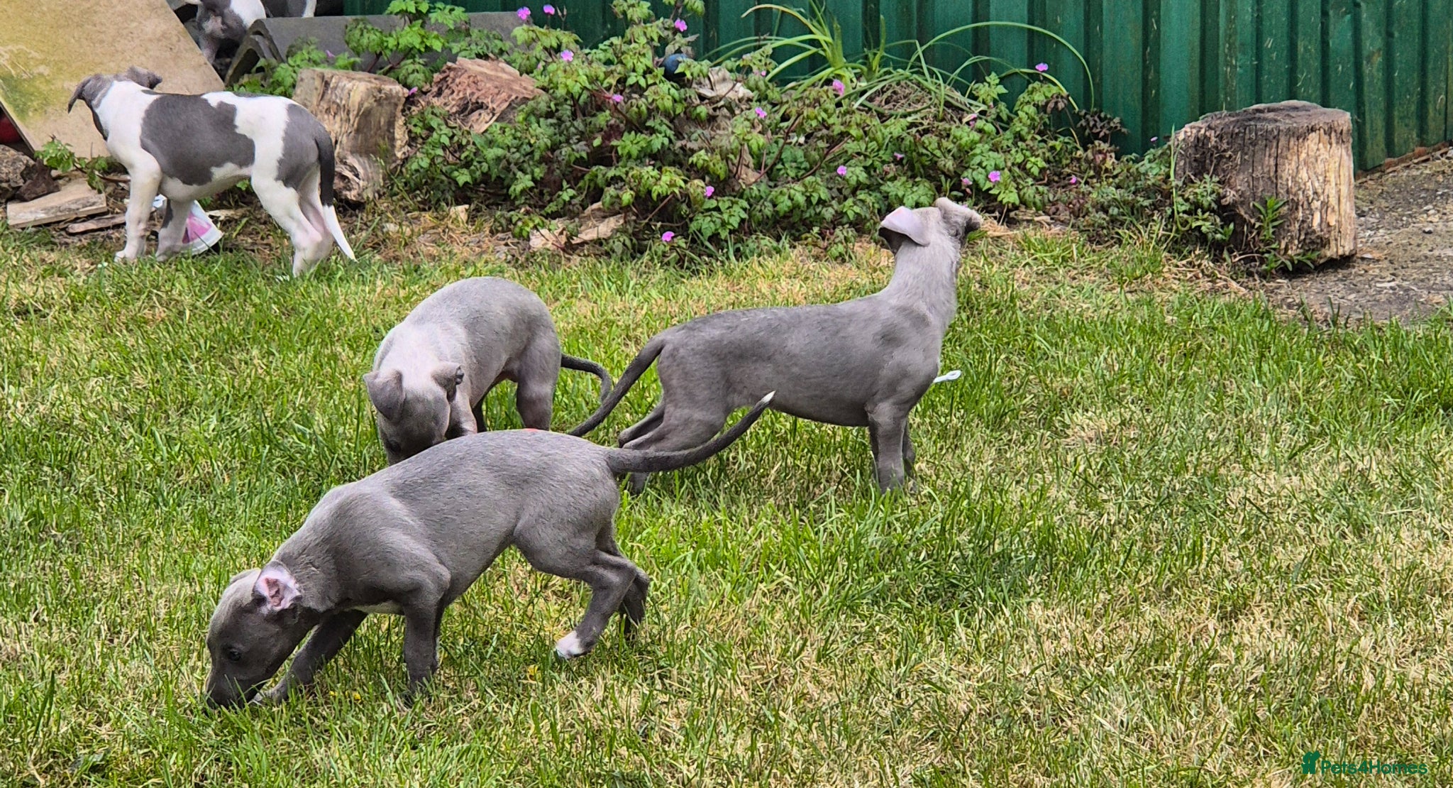 Whippet dogs Kc reg blue whippet pups ready now  - Advert 8