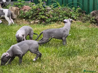 Whippet dogs Kc reg blue whippet pups ready now - Advert 8