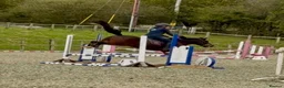 Mixed Breed livestock for sale: Stunning 13.2 all rounder Irish gelding  in Swansea - Advert 11