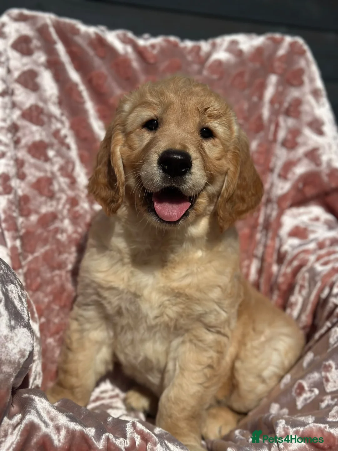 Golden Retriever dogs for sale: Golden Retriever puppy’s - READY NOW in Barnstaple - Advert 11