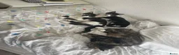 Mixed Breed cats for sale: Adorable Cats and kittens! - Advert 3