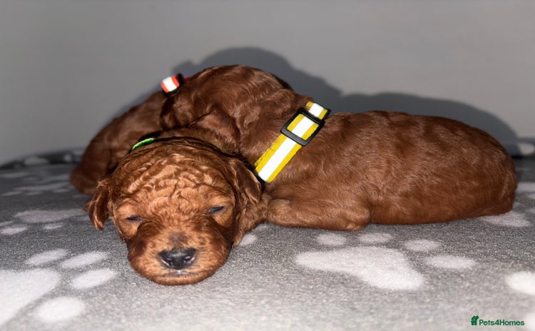 Cockapoo dogs - Advert 3