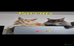 Maine Coon cats for sale: Last  full Maine coone girl . - Image 6