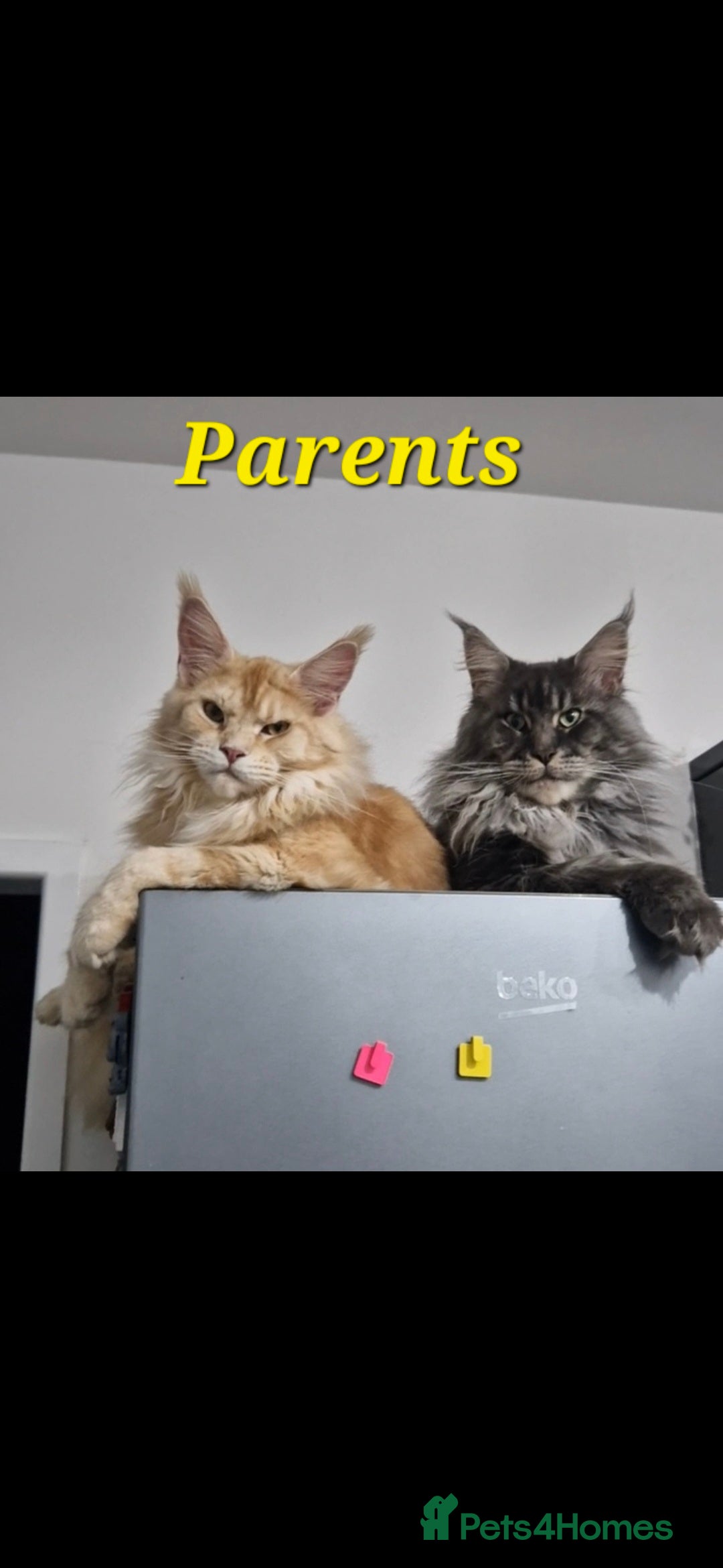Maine Coon cats for sale: Last  full Maine coone girl . - Image 6