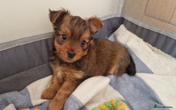 Yorkshire Terrier dogs for sale: 2 Male Yorkshire Terriers  - Image 1