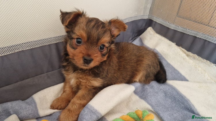 Yorkshire Terrier dogs - Advert 1