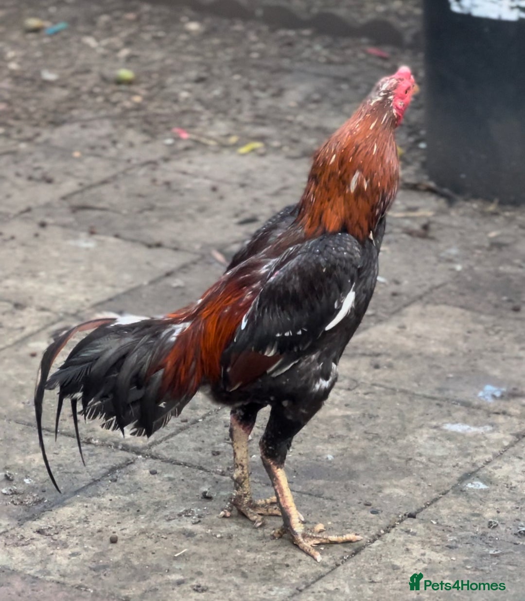 Chickens poultry for sale: Rampuri x Sindhi Aseel  - Image 5
