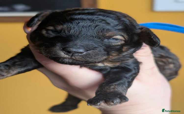 Toy Poodle dogs for sale - Advert 4