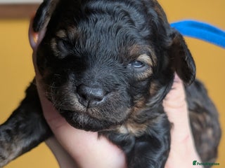 Toy Poodle dogs - Advert 1