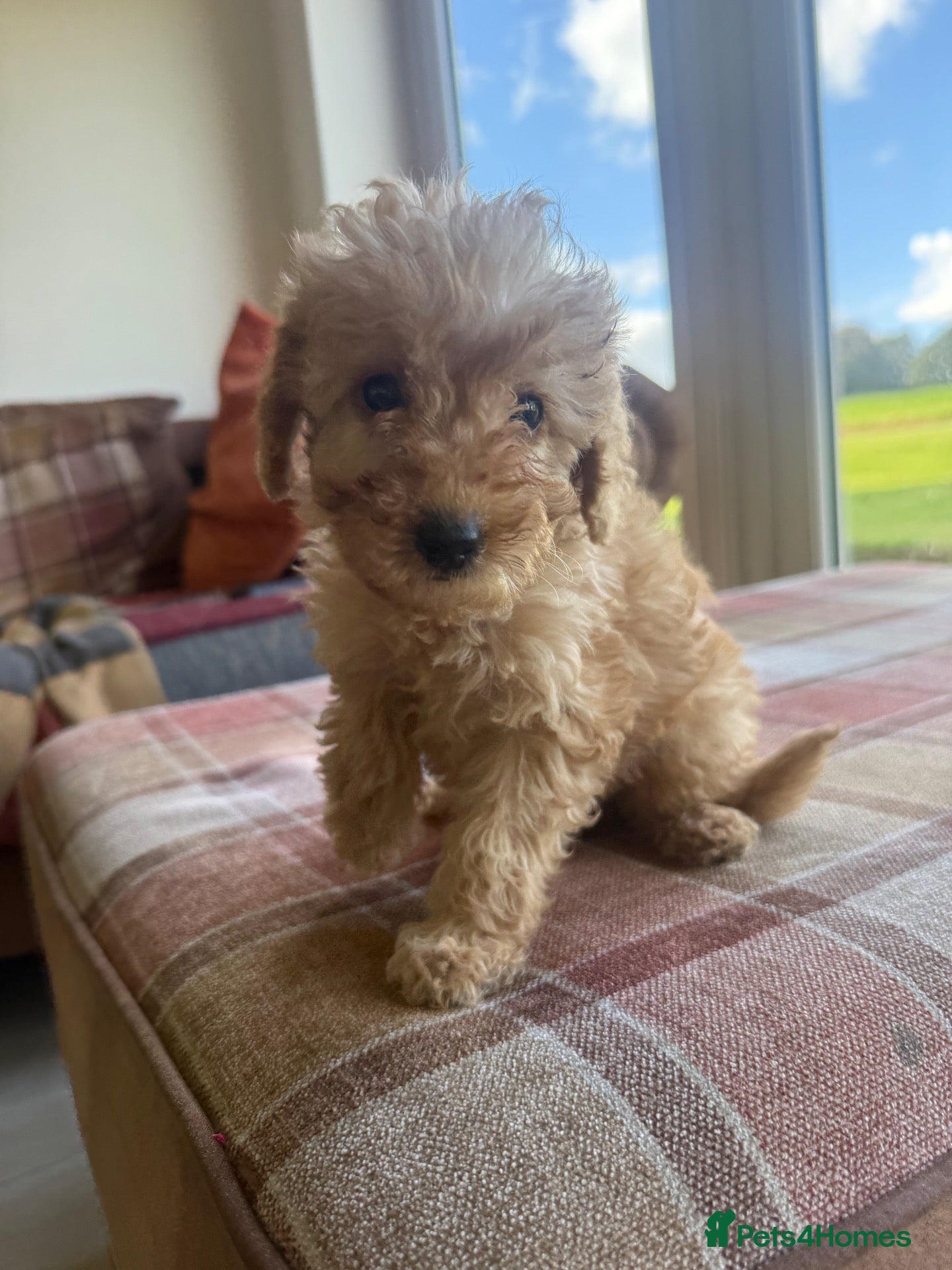 Labradoodle dogs Beautiful small / miniature labradoodles  - Advert 2