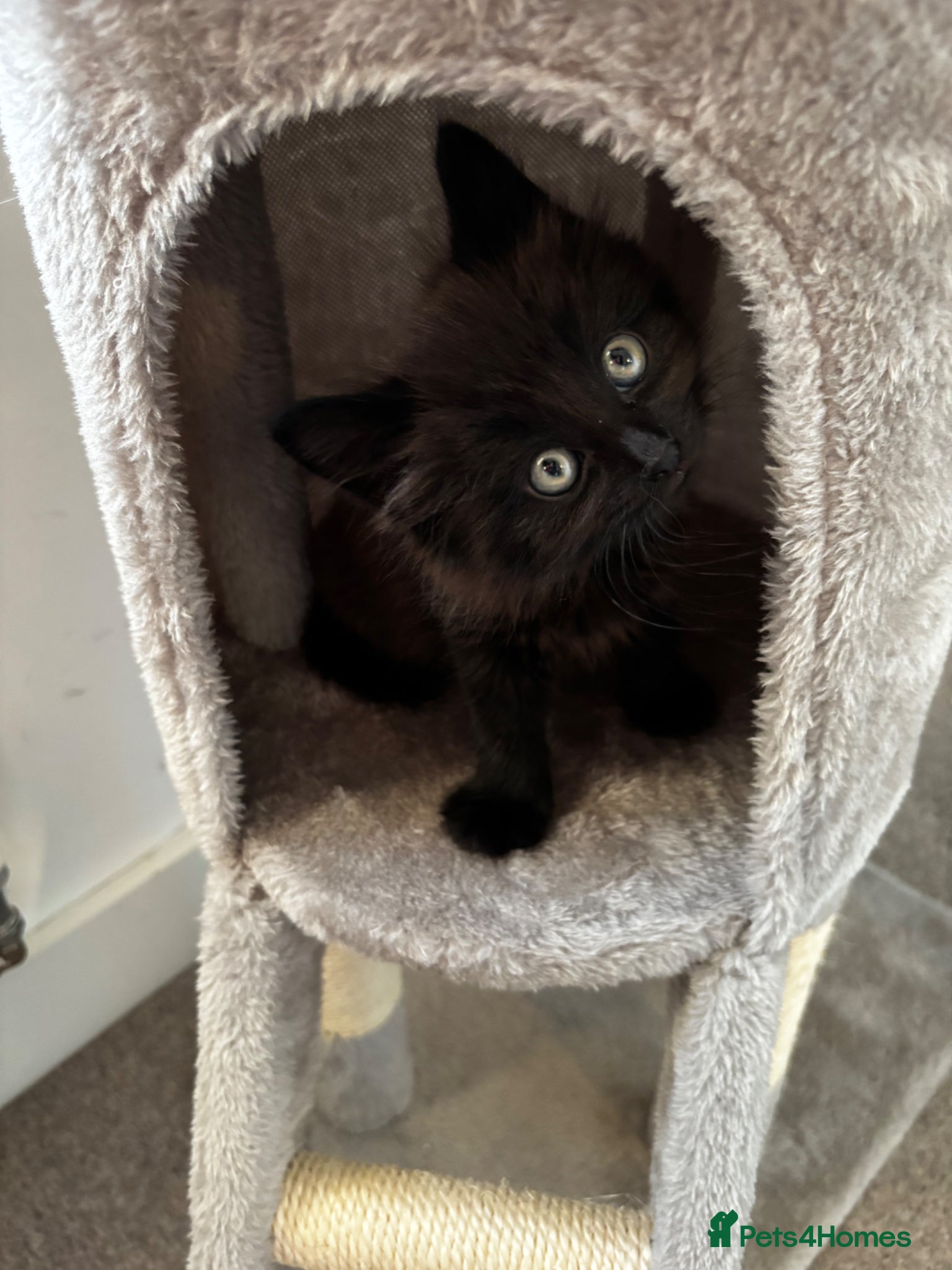 Mixed Breed cats Kitten for sale - Advert 5