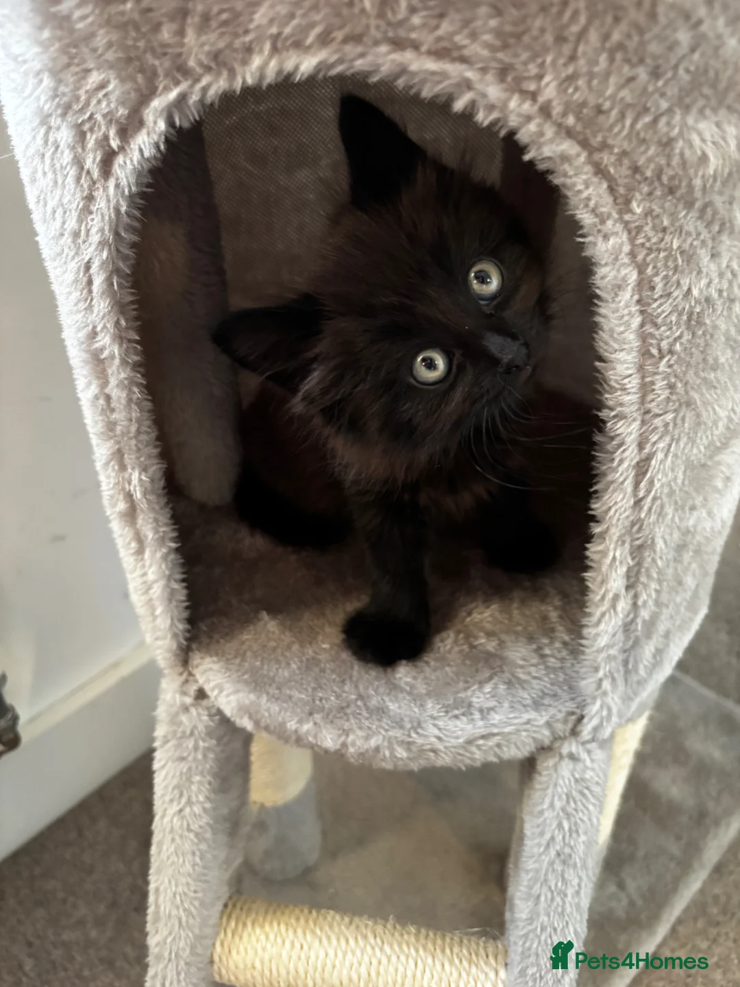 Mixed Breed cats for sale: Kitten for sale - Advert 1