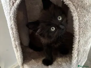 Mixed Breed cats Kitten for sale - Advert 2