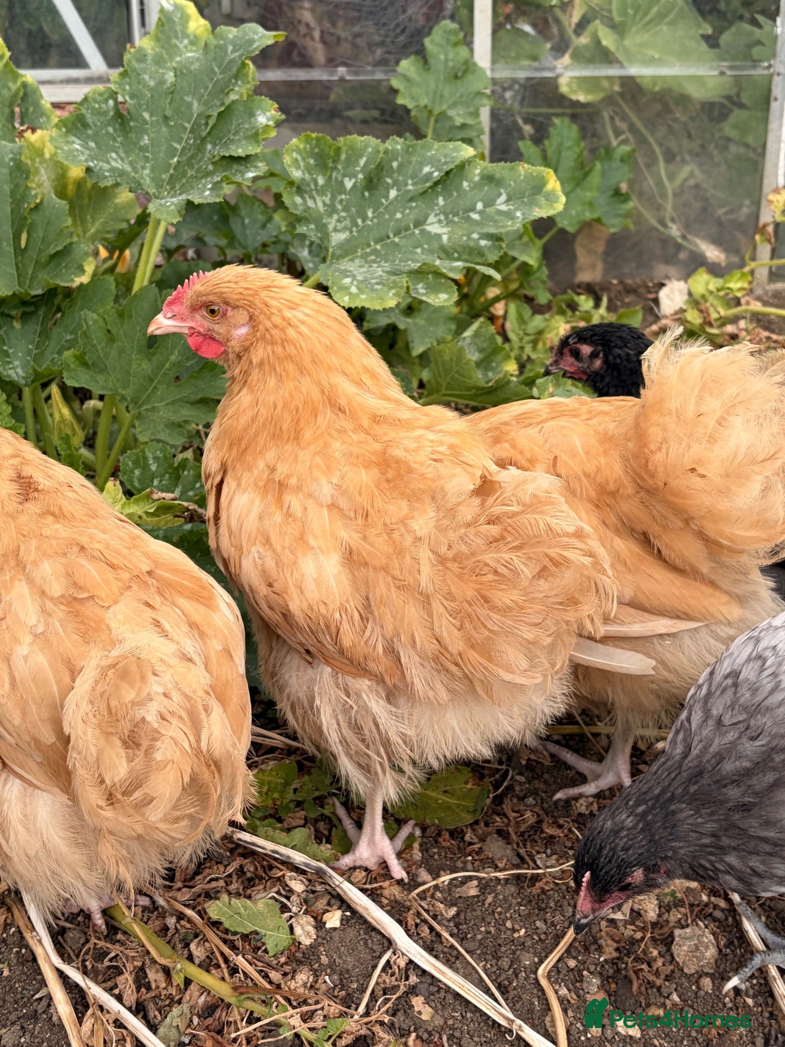 Chickens poultry Young Orpington Roo - Yellow, Blue & Black  - Advert 1