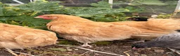 Chickens poultry for sale: Young Orpington Roo - Yellow, Blue & Black  - Advert 1