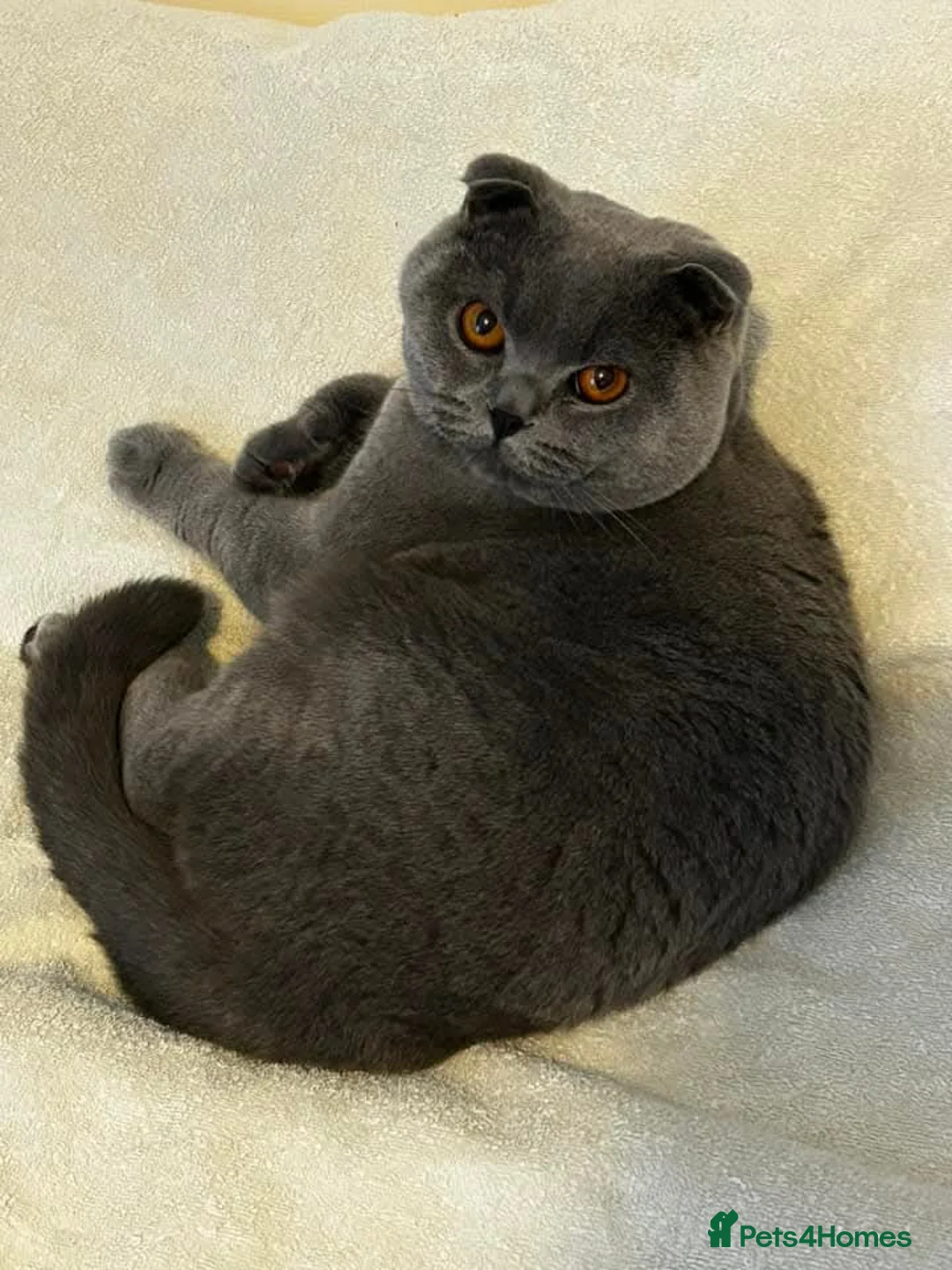 Scottish Fold cats for stud: Scottish Fold Stud  in London - Advert 5
