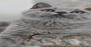 British Shorthair cats - Advert 11