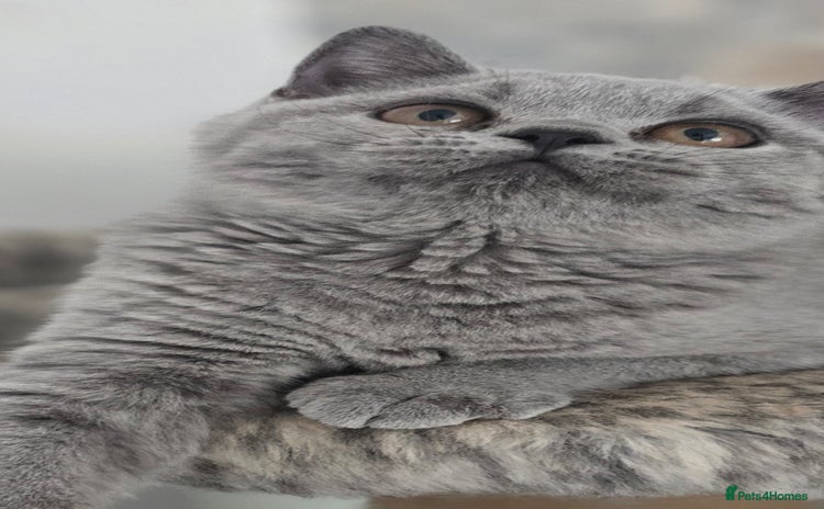 British Shorthair cats - Advert 4