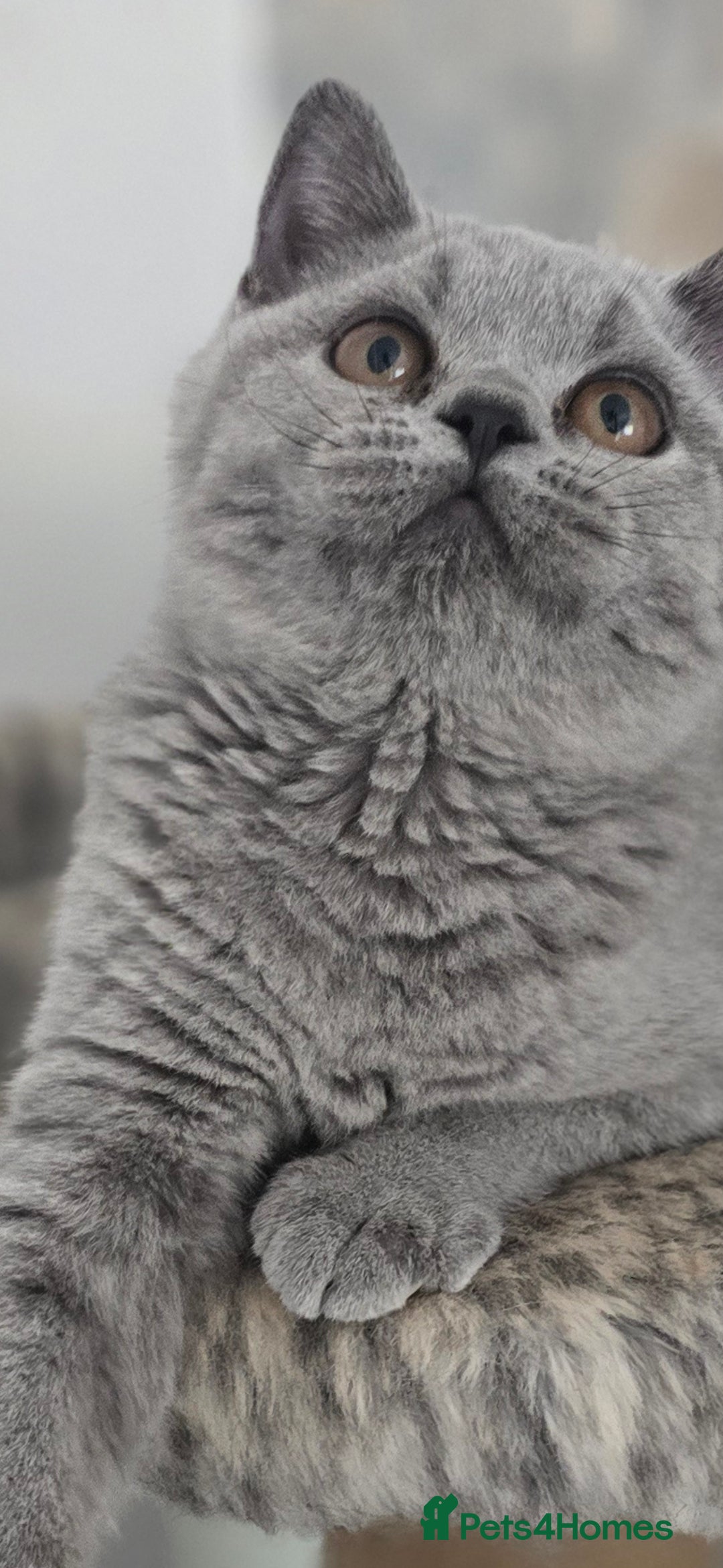 British Shorthair cats for sale: Gorgeous Healthy BSH Kittens GIRLS - Image 1
