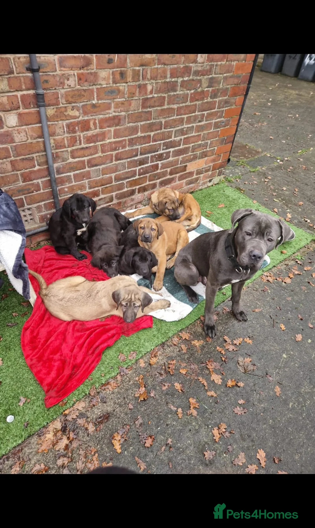 Mixed Breed dogs for sale: Caucasian shepherd cross puppies in Widnes - Advert 1