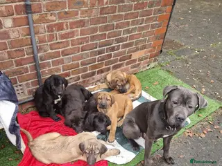 Mixed Breed dogs Caucasian shepherd cross puppies in Widnes - Advert 3