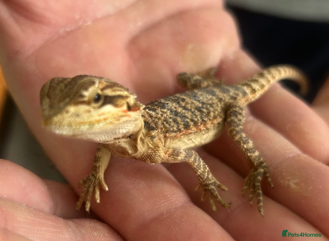 Bearded Dragon reptiles for sale: 15 Baby dearded dragons - Image 17