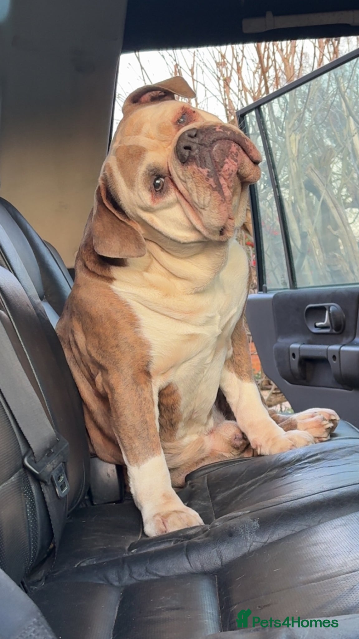 Mixed Breed dogs Rottweiler X Olde Tyme bulldog puppies  - Advert 2