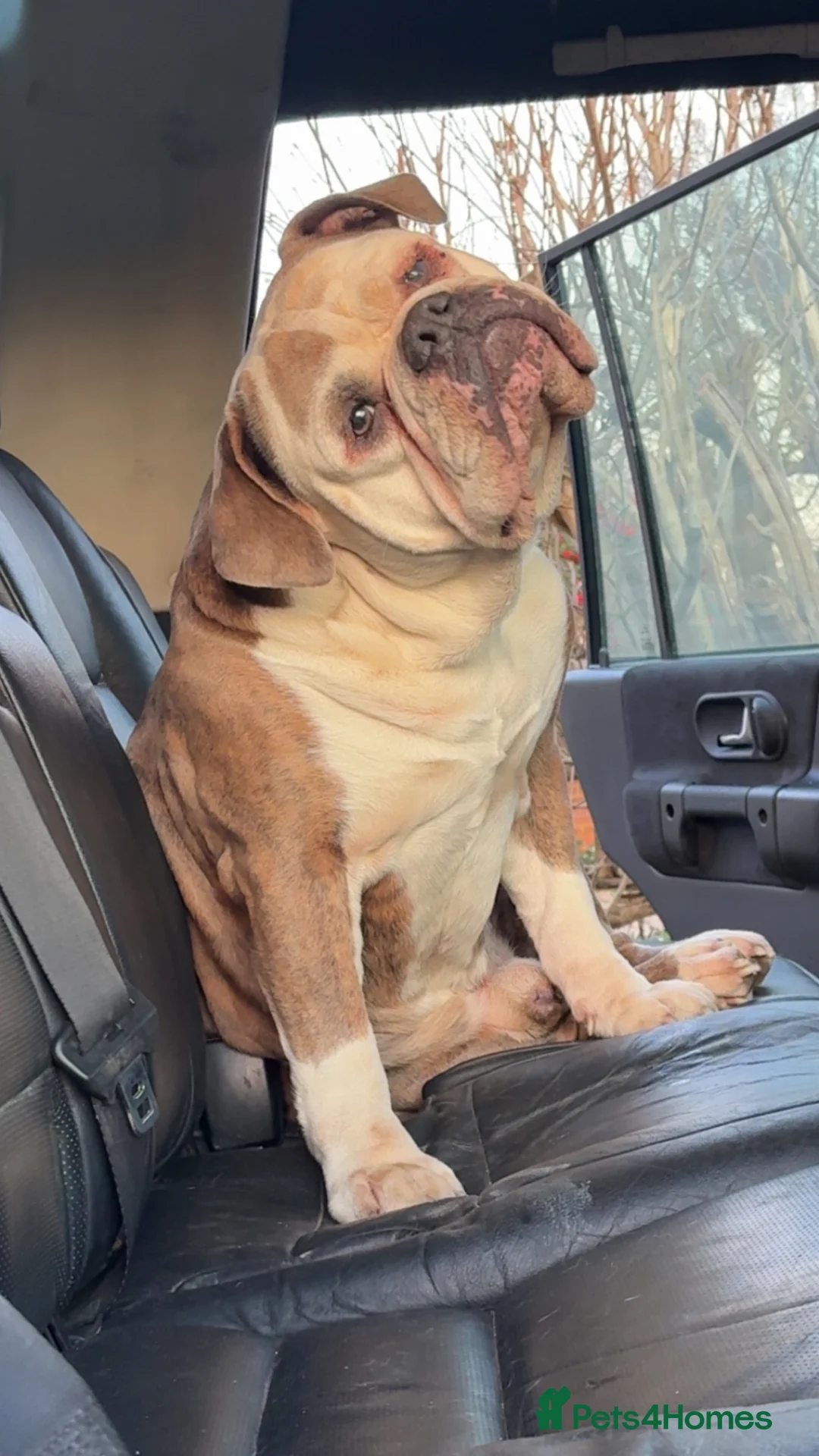 Mixed Breed dogs for sale: Rottweiler X Olde Tyme bulldog puppies  - Advert 2