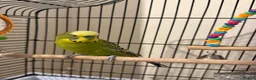 Budgerigars birds for sale: Two budgies with cage and all other necessities  in London - Advert 5