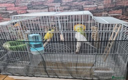 Budgerigars birds for sale: Budgies  - Image 6