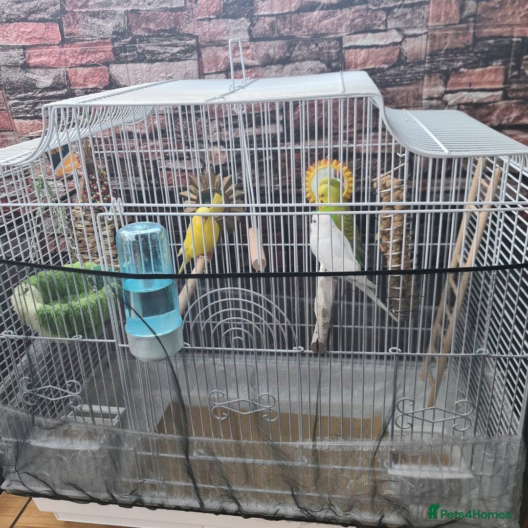 Budgerigars birds for sale: Budgies  - Image 6