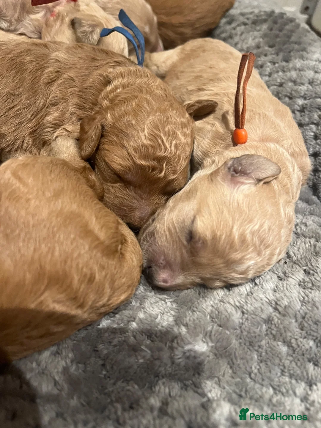 Goldendoodle dogs for sale: Multigenerational Goldendoodle puppies - Advert 1