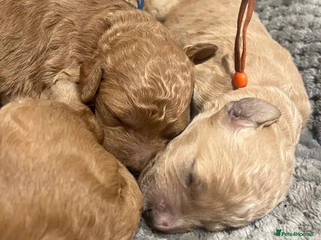 Goldendoodle dogs for sale: Multigenerational Goldendoodle puppies - Advert 1