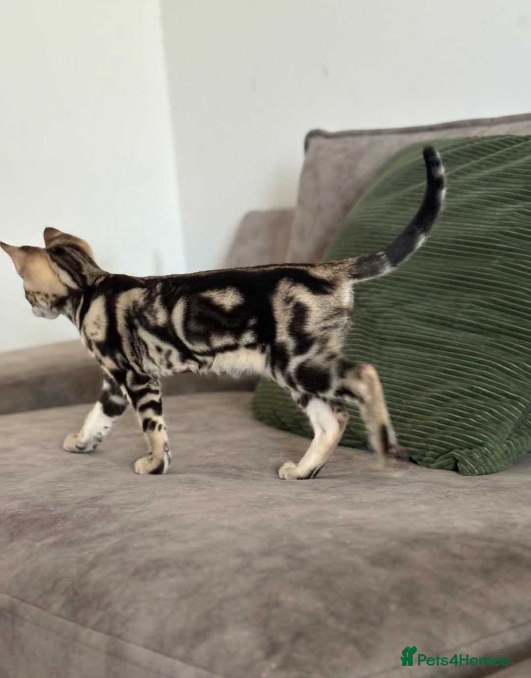 Savannah cats for sale: Stunning and Rare Kiwanga Pedigree F3 Savannahs  - Advert 5