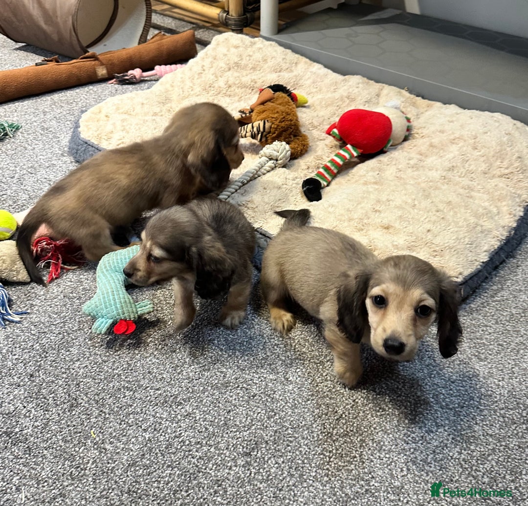 Miniature Dachshund dogs for sale: Gorgeous shaded cream pups - Image 5