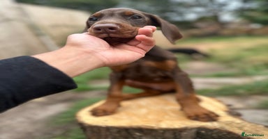 Dobermann dogs - Advert 4