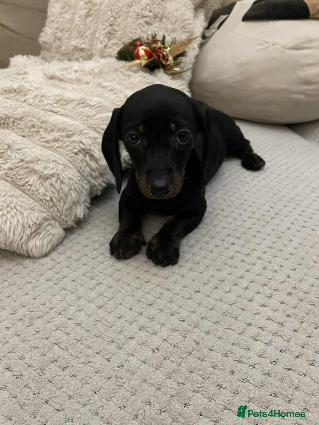 Miniature Dachshund dogs for sale: Stunning miniature dachshund  - Advert 4
