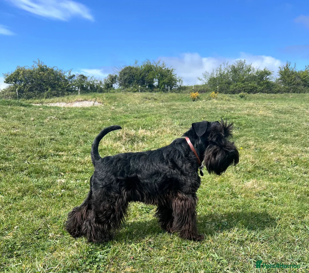 Miniature Schnauzer dogs for stud: Imported Miniature Schnauzer At Stud - Advert 1
