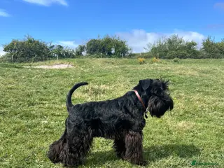 Miniature Schnauzer dogs Imported Miniature Schnauzer At Stud - Advert 22